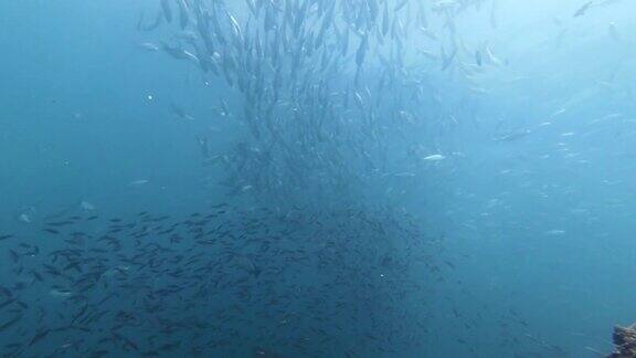 在珊瑚礁上游动的鲹鱼的龙卷风