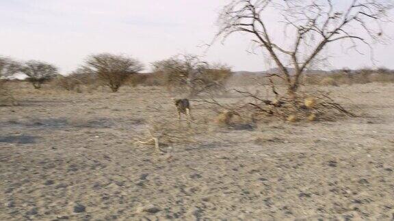 非洲纳米比亚猎豹为了吃肉而跳跃