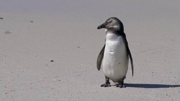 非洲企鹅或Spheniscusdemersus或海角企鹅在南非西蒙斯镇附近的博尔德斯海滩的殖民地
