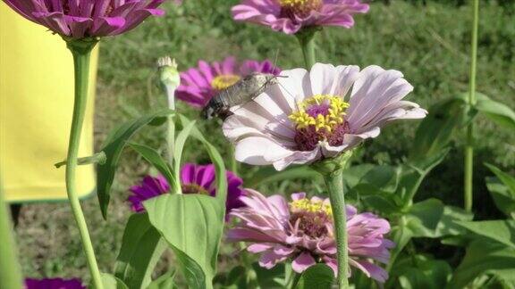 蜂鸟鹰蛾昆虫在花上飞行