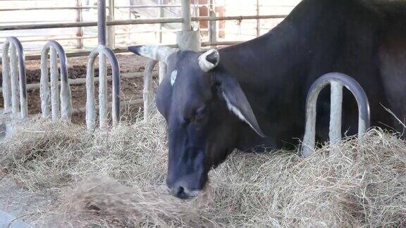 在农场里吃干草的牛