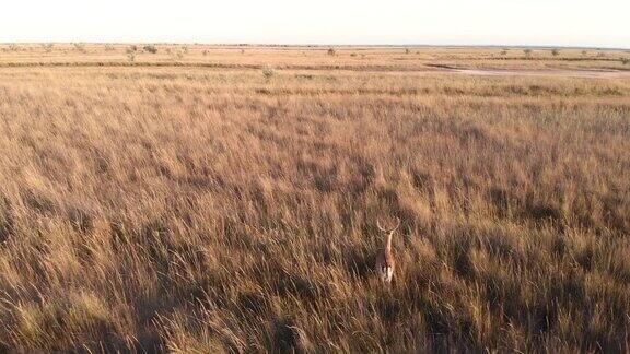 在Dzharylgach岛草丛中的一只鹿的鸟瞰图