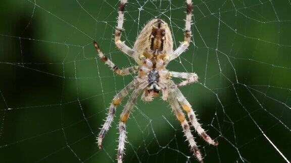 黑色的棕色水手蜘蛛(新水手蜘蛛)在它的网上侧视图