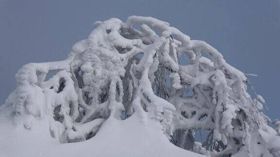 美丽的高山森林冬天有白雪和白霜