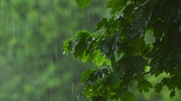 一个特写春雨落在糖枫树的叶子上