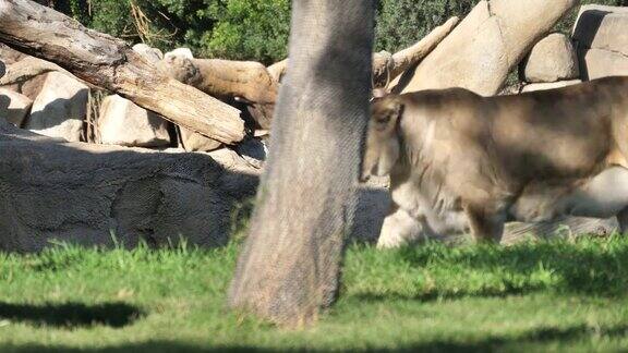 西班牙巴伦西亚市动物园里的狮子