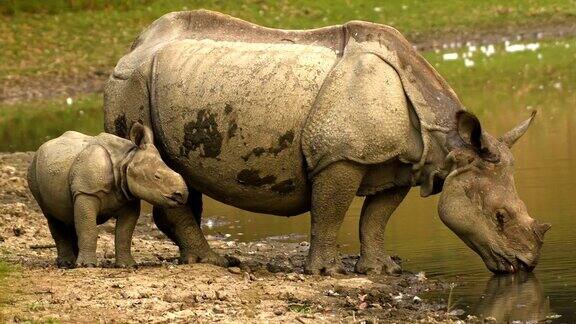 一只印度角犀牛(独角犀牛)和一只小犀牛在河边喝水