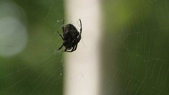 蜘蛛网中的蜘蛛-兴安自然保护区