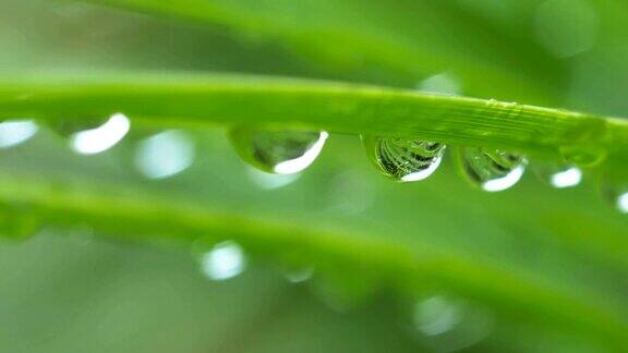 雨滴落在绿叶上