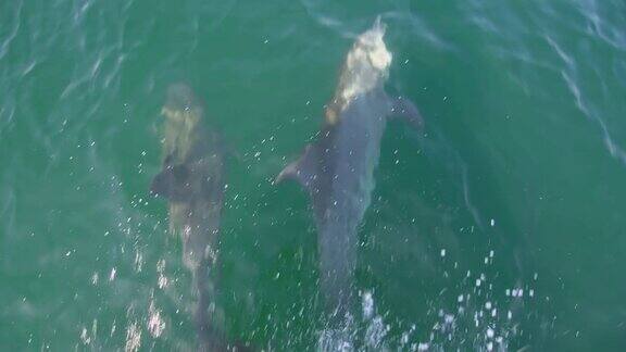 一群海豚在一艘船前游泳