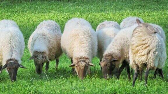 西班牙一群绵羊在农村农场吃草