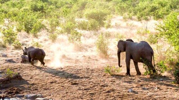 从大象面前逃跑的犀牛