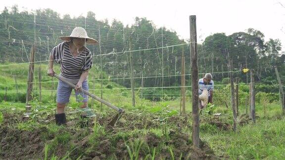 一个活跃的亚洲华人老年妇女用锄头在她的农场和她的丈夫在早上