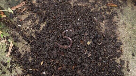 花园里泥土里的蚯蚓