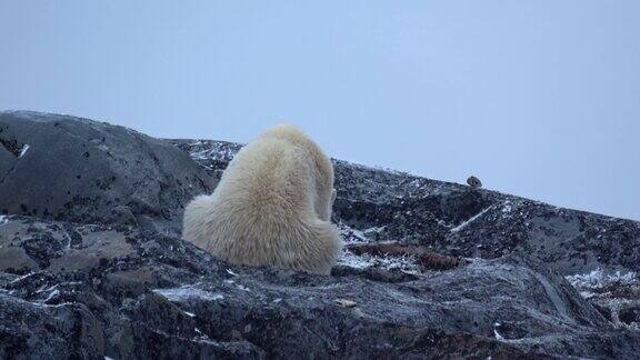 北极熊在山上吃鱼2022年加拿大
