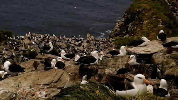 白眉信天翁和南跳岩企鹅在福克兰群岛西点岛的悬崖上共同筑巢