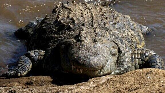 前面是肯尼亚马拉河岸边的一条鳄鱼