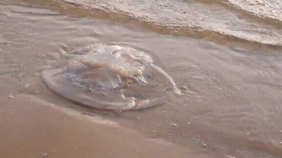 死去的水母躺在沙滩上因为全球气候变化水母在海边