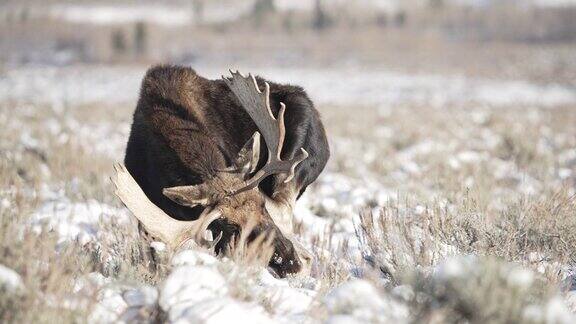 公牛驼鹿在大提顿山脉的雪地里挠自己