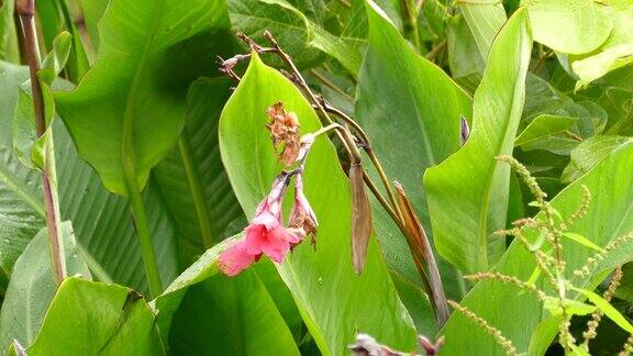 蜂鸟吃着亮粉色花朵的惊人照片