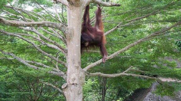 猩猩在森林的树上