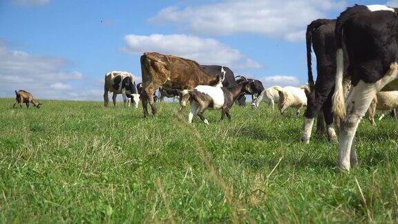 牛在草坪上嚼着、摆着姿势、沉思着