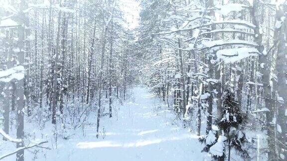 空中冰冻的冬季森林茂密森林灌丛有漂亮的降雪和4k超高清的阳光