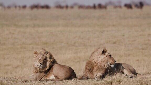 两只雄狮与身后的角马在一起休息摄于博茨瓦纳