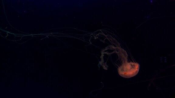 不断运动的太平洋荨麻水母
