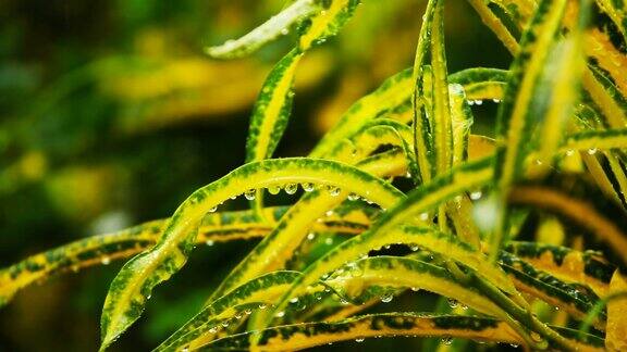 泰国雨季的雨滴落在绿叶上