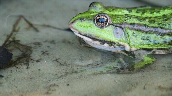 湿地上的绿色青蛙常见蛙类塘水蛙在阳光明媚的日子里野生蟾蜍在湖面或河流上放松的特写镜头
