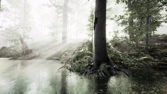 朦胧的黎明笼罩着森林湖