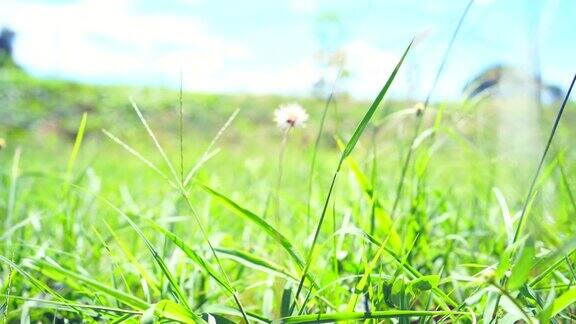 夏季阿尔卑斯山草地上的野花洋甘菊、羽扇豆等花草在蓝天下迎风摇曳
