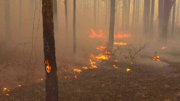 森林地面缓慢移动的火焰随着微风的推动而加剧
