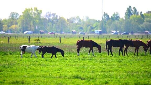各种各样的马在阳光下的田野上吃草