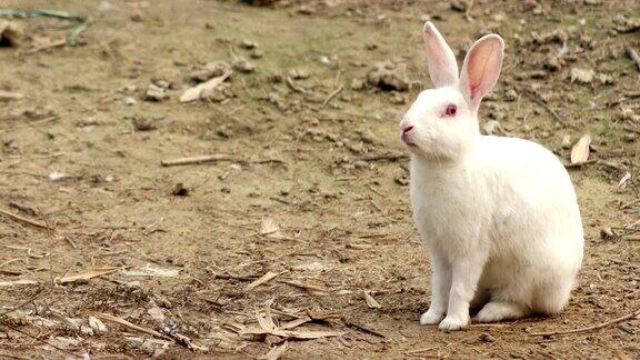 户外小白兔