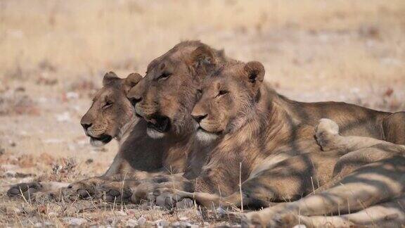 非洲狮子的骄傲