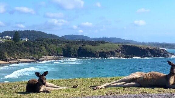 野生袋鼠在海岬上休息