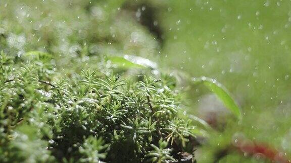 雨中新鲜的绿色植物特写