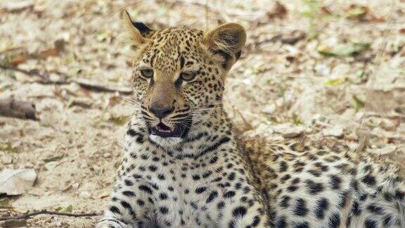一只美丽的野生豹幼崽在进食后休息的惊人特写