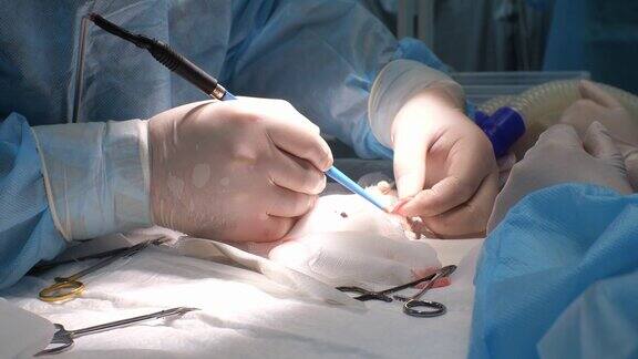 仓鼠发炎子宫切除的特写兽医的手在麻醉下小心地给仓鼠做绝育手术啮齿动物手术概念