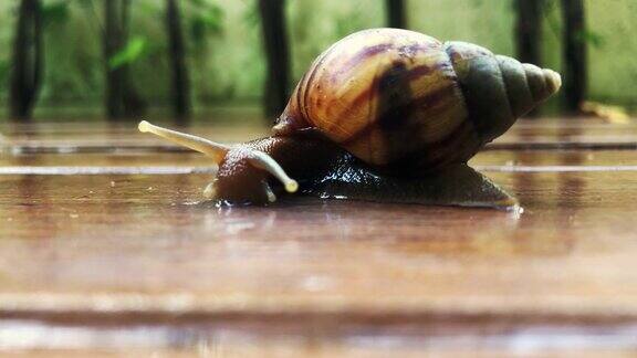 一只巨大的蜗牛在潮湿的木地板上缓慢爬行
