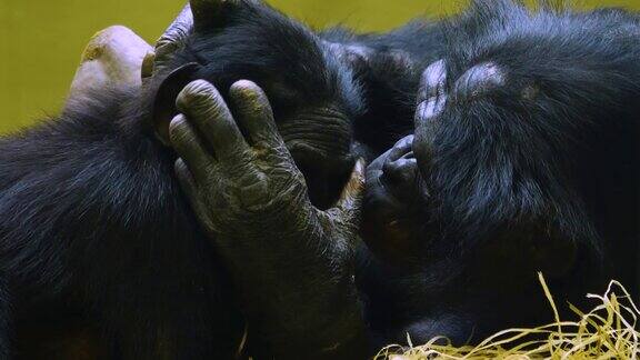 倭黑猩猩妈妈和孩子的特写