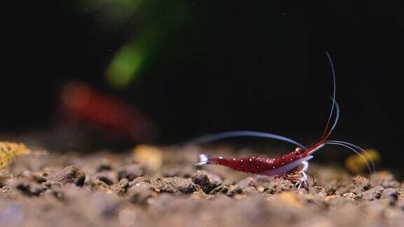 雄性苏拉威西白斑矮虾在淡水水族箱中以其他虾类和水生植物为背景四处寻找食物