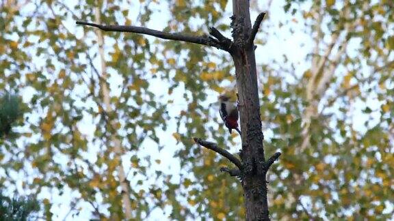 白俄罗斯林地中的大斑点啄木鸟