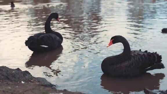 黑天鹅游泳