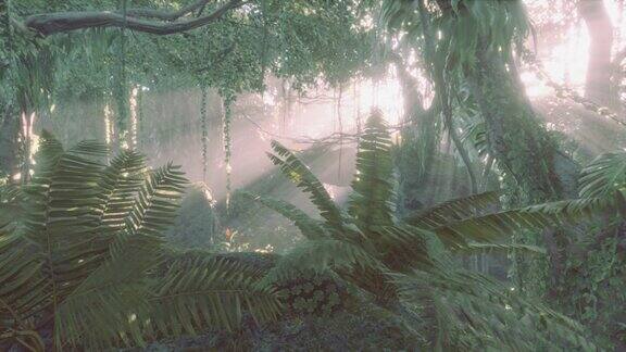 郁郁葱葱的热带雨林有晨雾