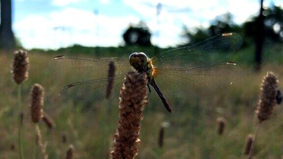 蜻蜓有着透明的大翅膀特写镜头