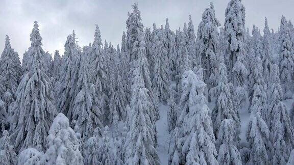 美丽的山云杉森林与雪在冬天
