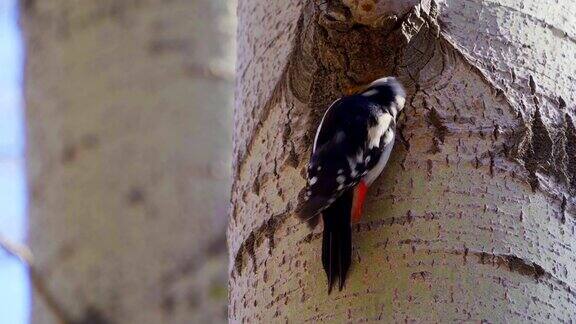 大啄木鸟(大啄木鸟)在树干上啄一个洞